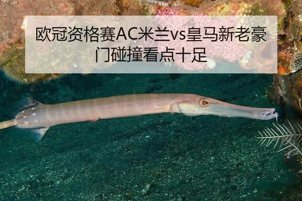 欧冠资格赛AC米兰vs皇马新老豪门碰撞看点十足